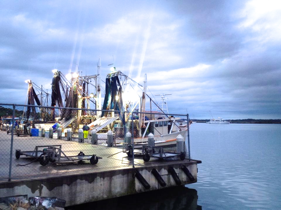 The boats dropping off the squid at the Fisherman's Co-op