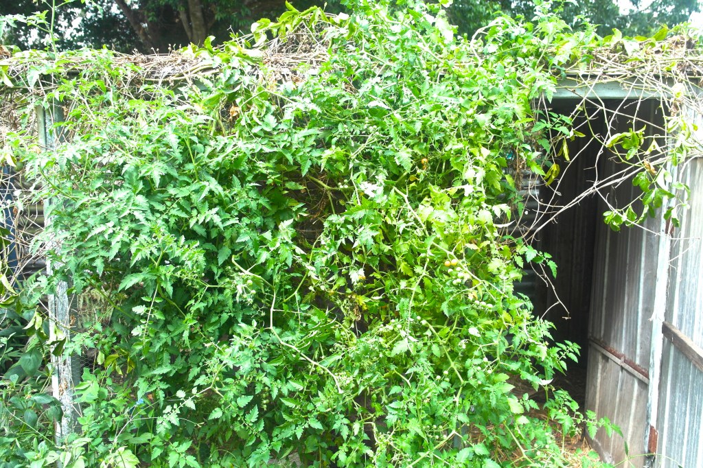 The rogue cherry tomato bush that is now providing us with a heap of cherry tomatoes every day