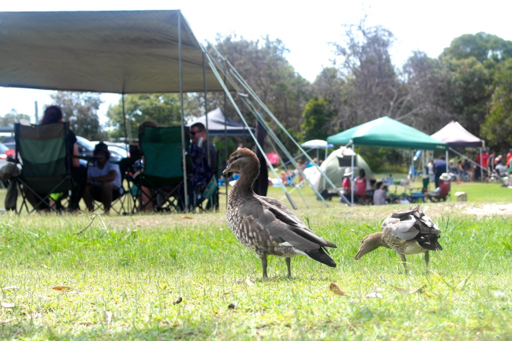 There were some ducks at the lake. We did not eat the ducks
