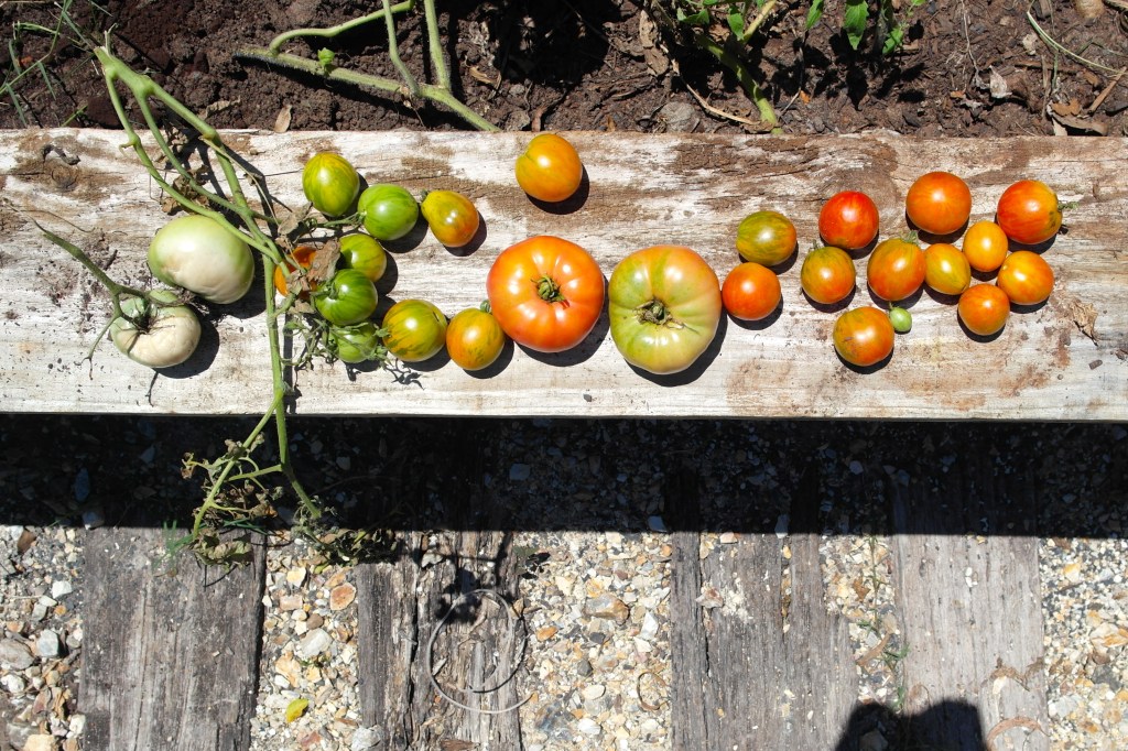 I am a virtual Mother Teresa of the tomato world