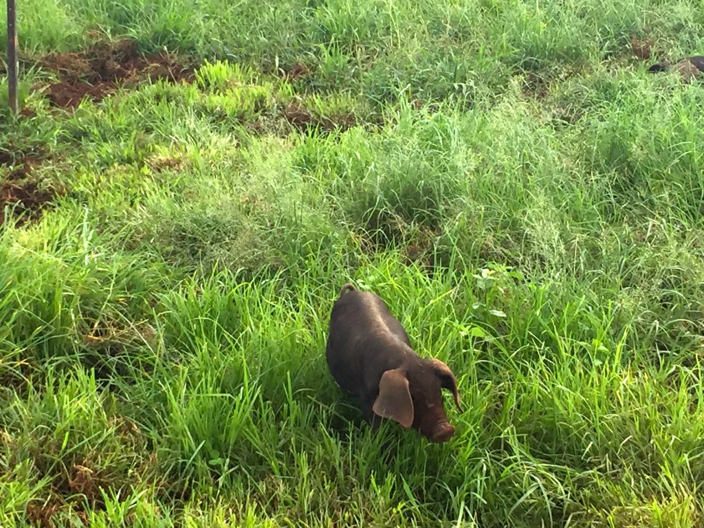 Next months breakfast... cute, but just not cute enough to avoid the plate 