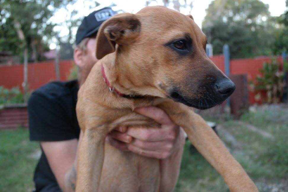 This is Jelly the dog