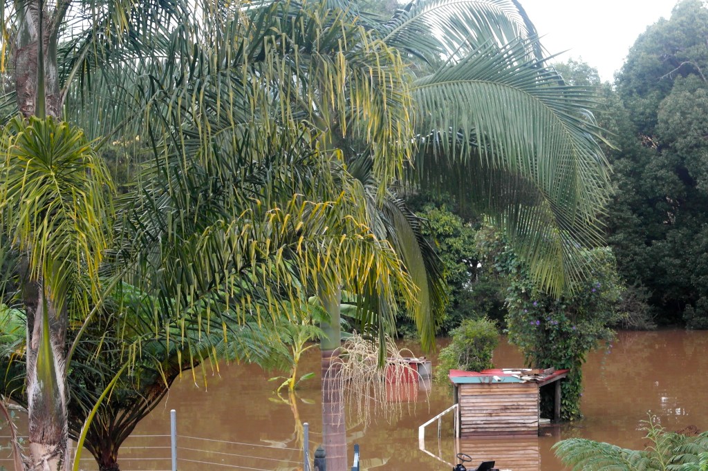 This is our back yard. The river is normally chilling at the base of the tree line in the back ground...