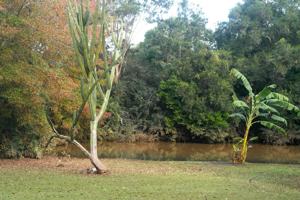When the water was at it's peak it would have been close to 2m up that cactus in the fore ground
